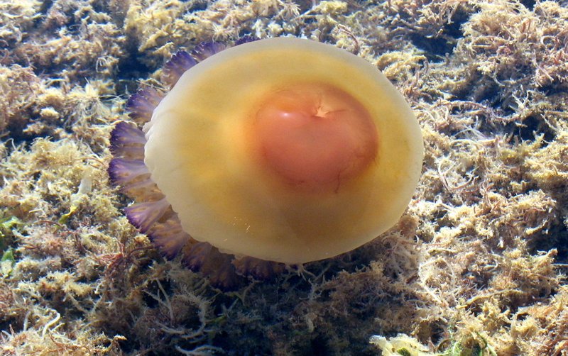 Medusa huevo frito (Cotylorhiza tuberculata) en el Mar Menor