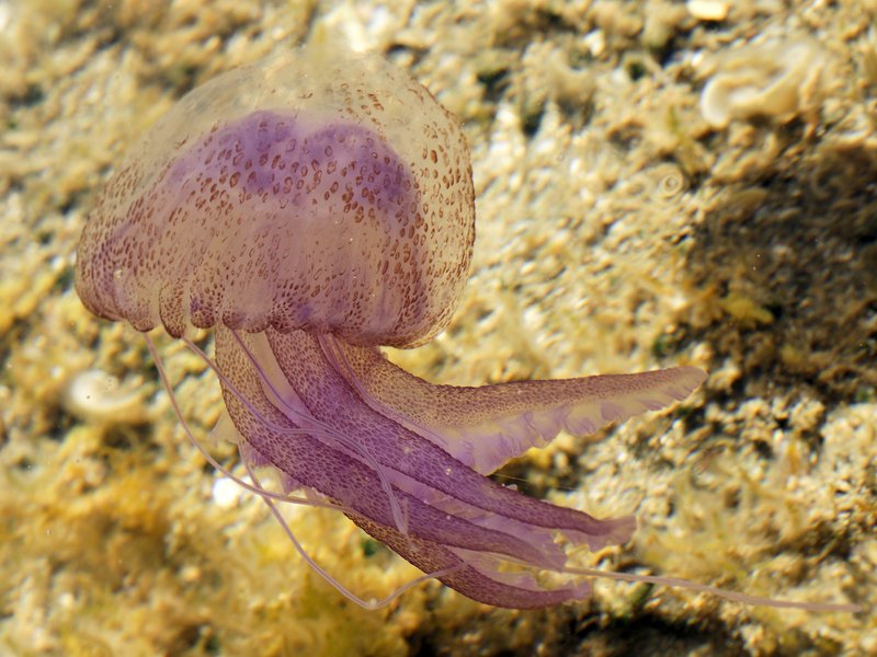 Clavel de mar (Pelagia noctiluca), la medusa urticante mas comun del litoral