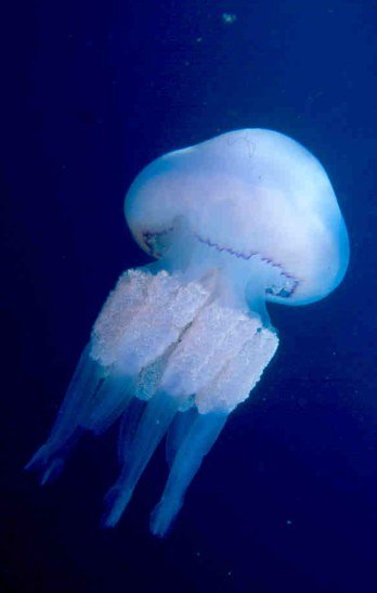 Aguamala (Rhizostoma pulmo), grande y poco urticante