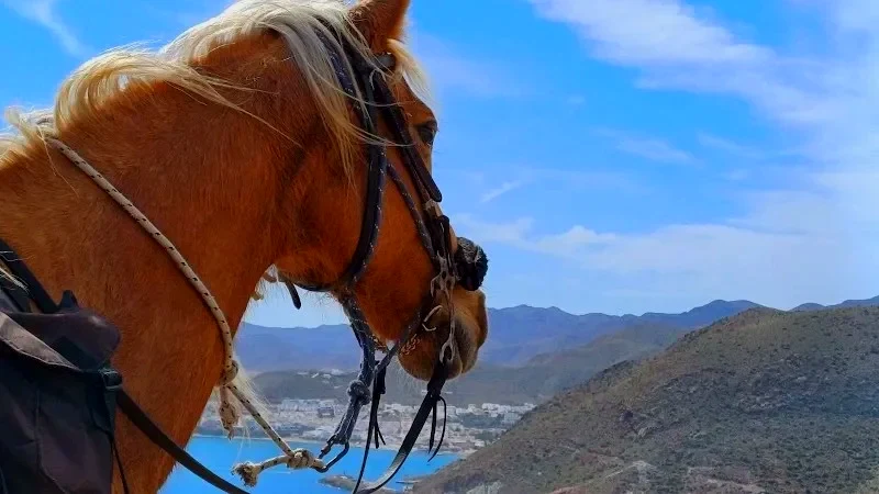 Cabacci Horse Trails